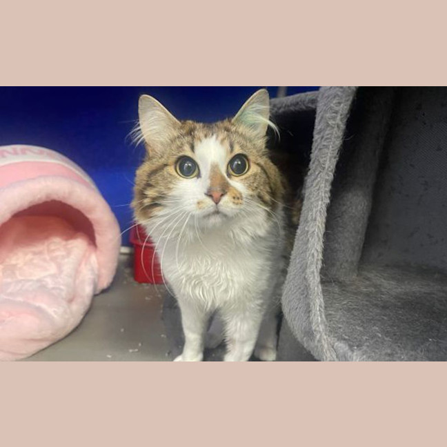 Photo of Flynn Rider