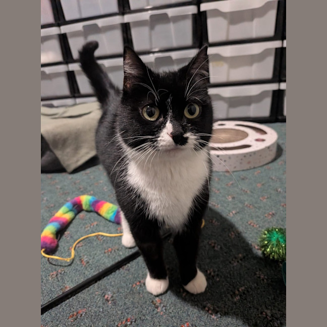 Photo of Oreo