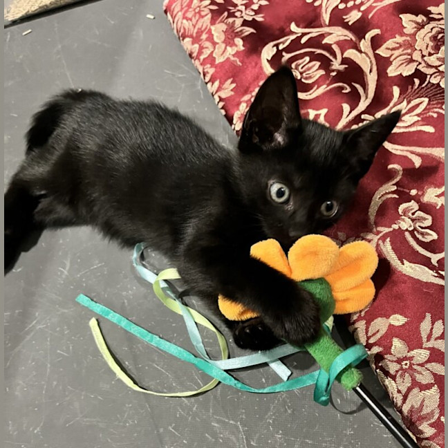 Photo of Nyra