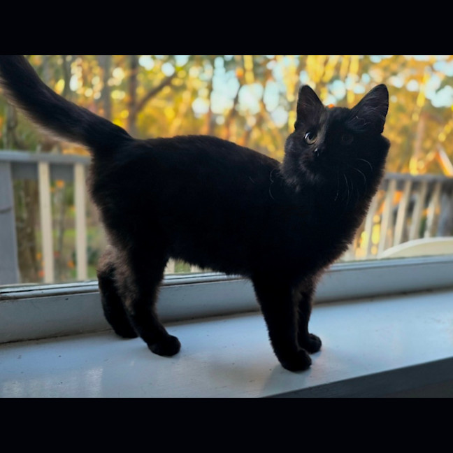 Photo of Meowcolm 