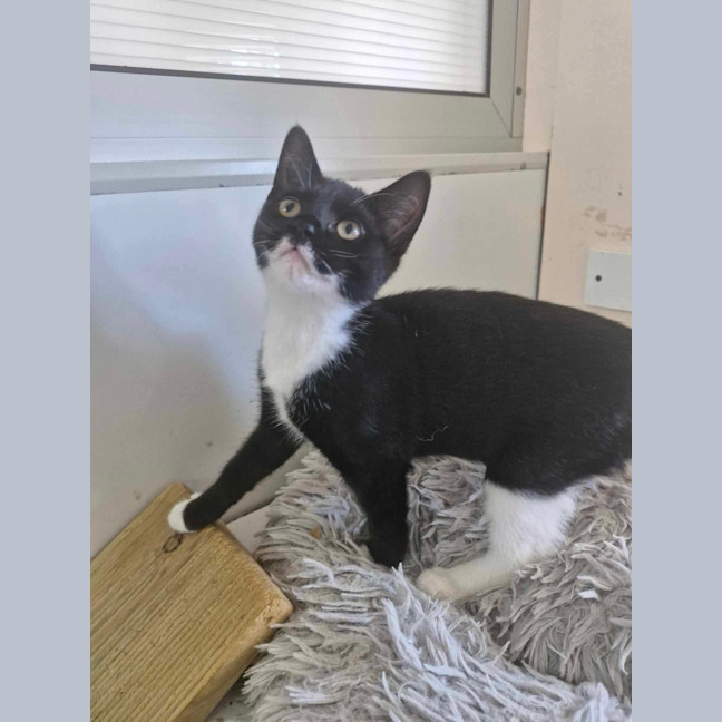 Photo of Strawberry   Burnie