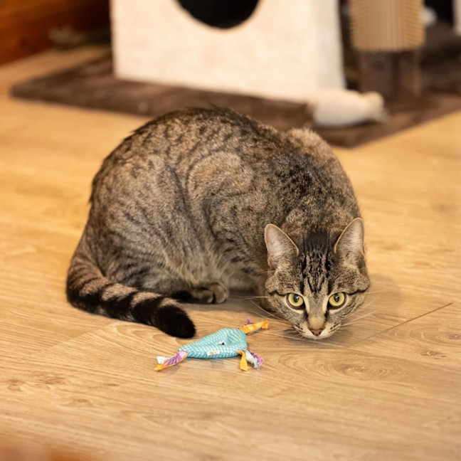 Photo of Marceline   In Foster Care In Preston