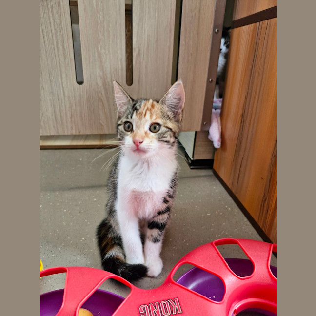 Photo of C1409 Kyrah