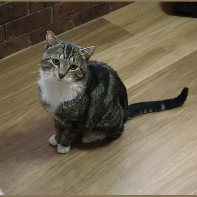 Photo of Meatball