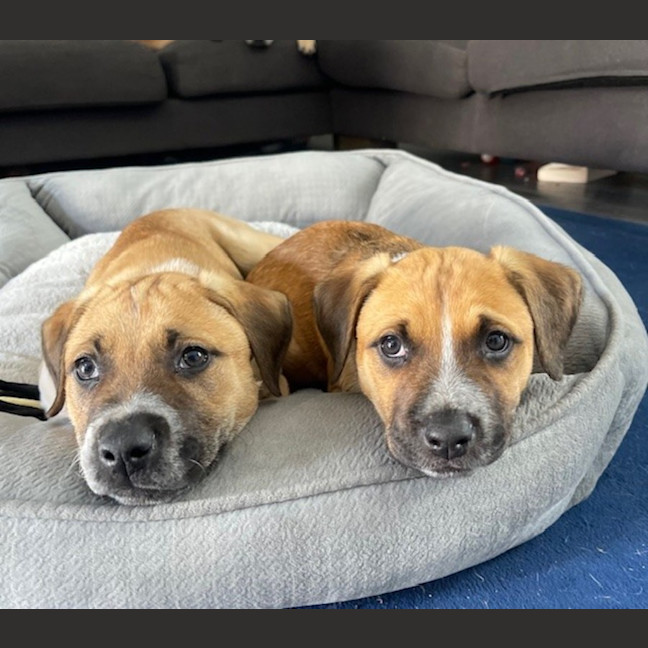 Photo of Barney   8 Week Old Mastiff X (Trial)