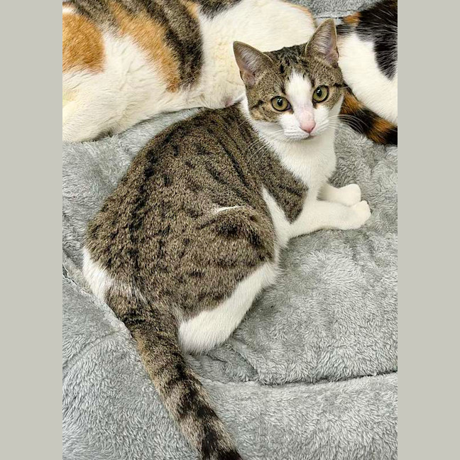 Photo of Oreo