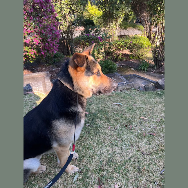 Photo of Whisky