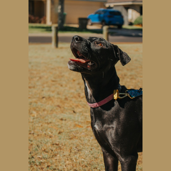 Photo of Rum & Raisin