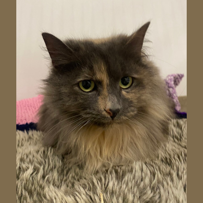 Photo of Cosmo