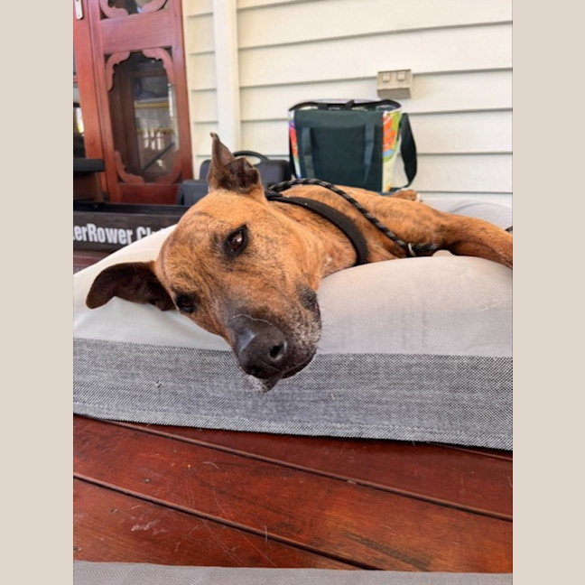 Photo of Trigger