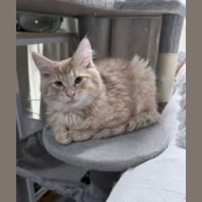 Photo of Gravy *9 Lives Project Rescue*