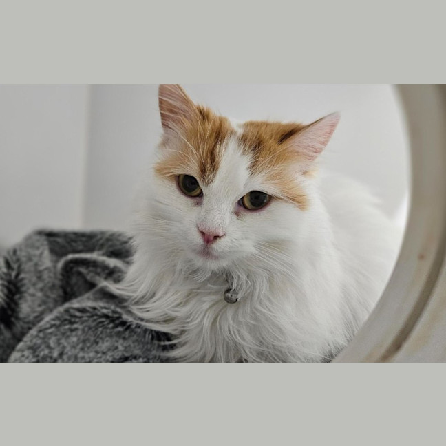 Photo of Belle
