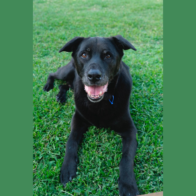 Photo of Bear   11 Year Old Labrador X