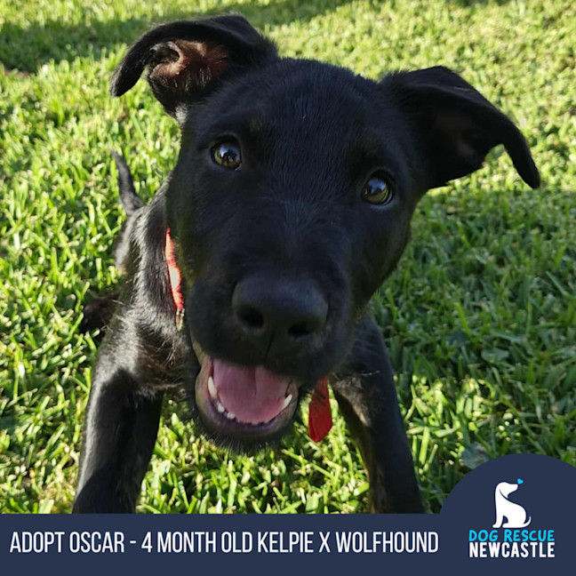 Photo of Oscar   4 Month Old Kelpie X Wolfhound