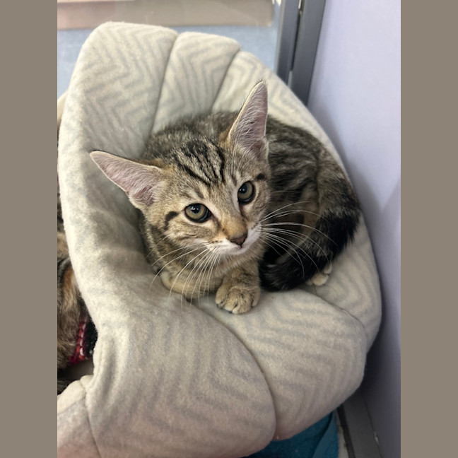 Photo of Simba