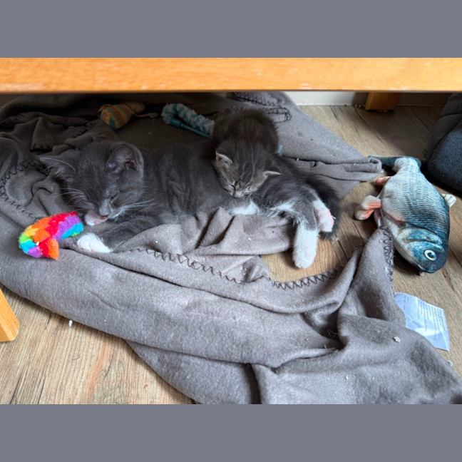 Photo of Pugsley Meet Me At Petstock Chelsea