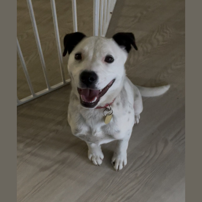 Photo of Moonlight Sparkle