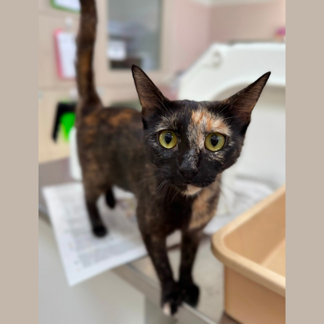 Photo of Reggie (8912)