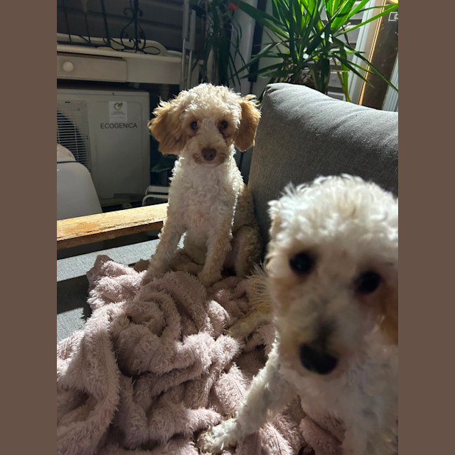 Photo of Mocca