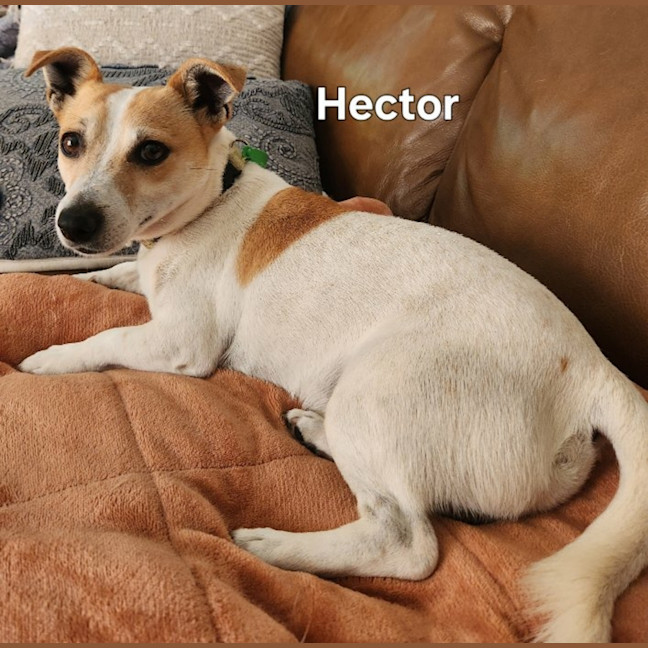 Photo of Hector
