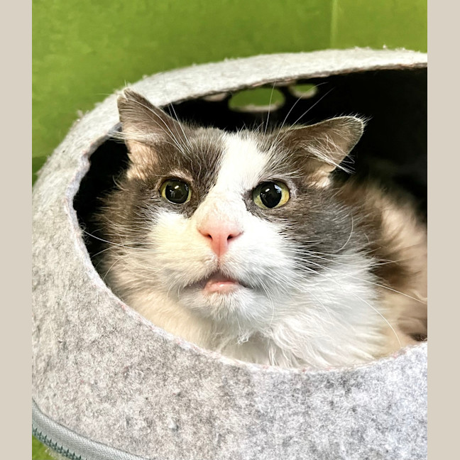 Photo of Sir Lancelot