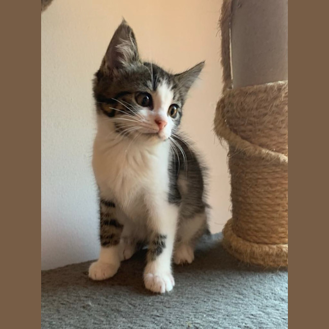 Photo of Lotti 😸❤️