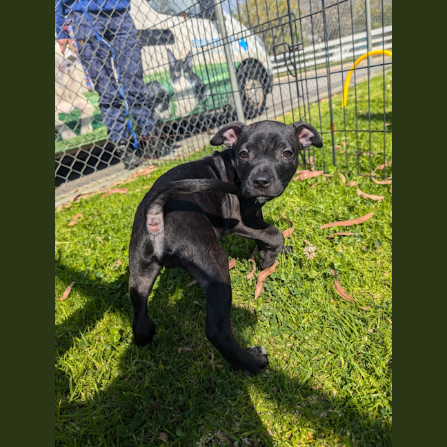 Photo of Cooper
