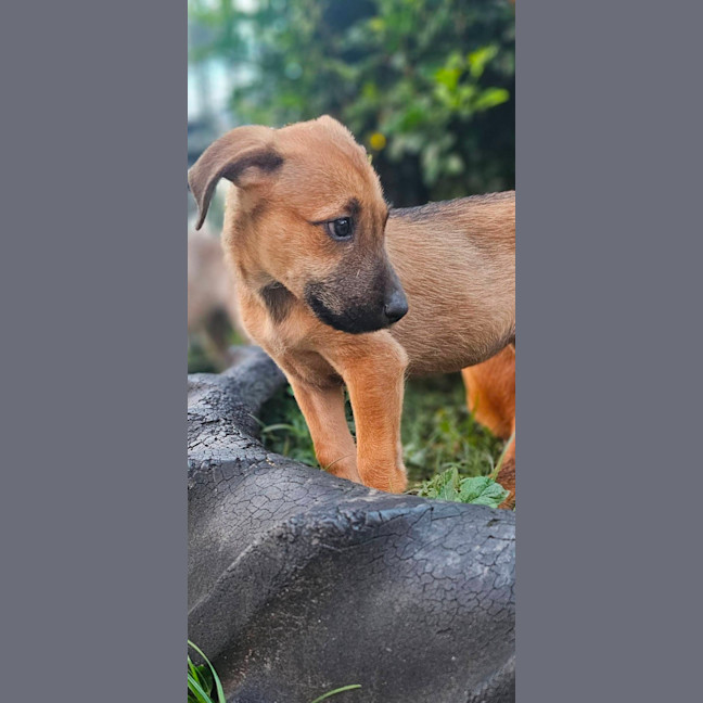 Photo of Jippa