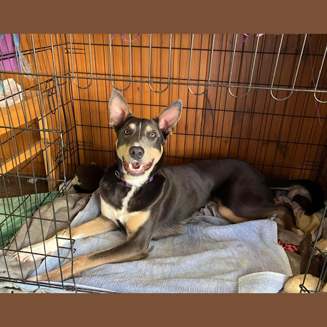 Photo of Rusty