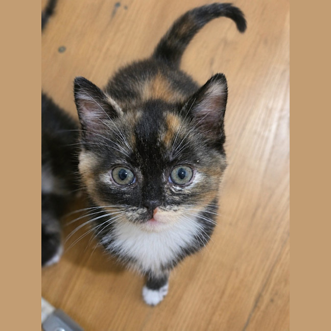 Photo of Fifi