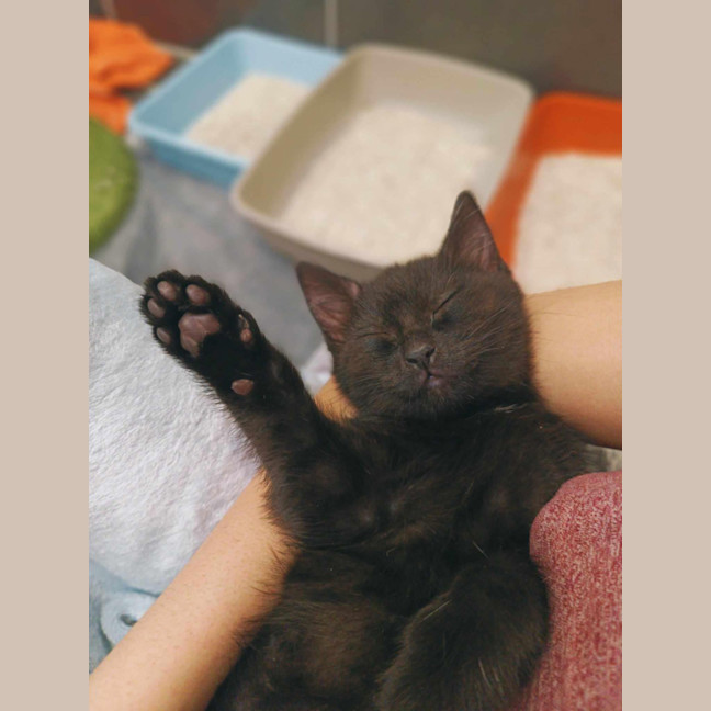 Photo of Penny