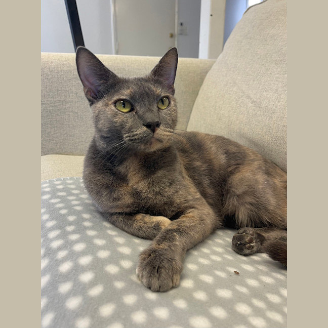 Photo of Coco