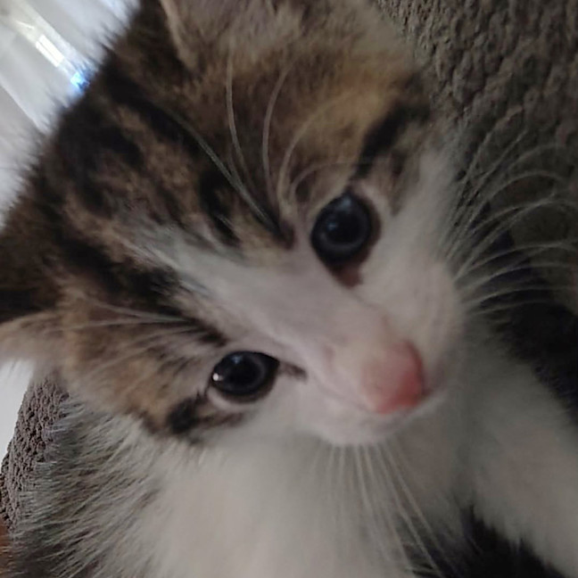 Photo of Oatis