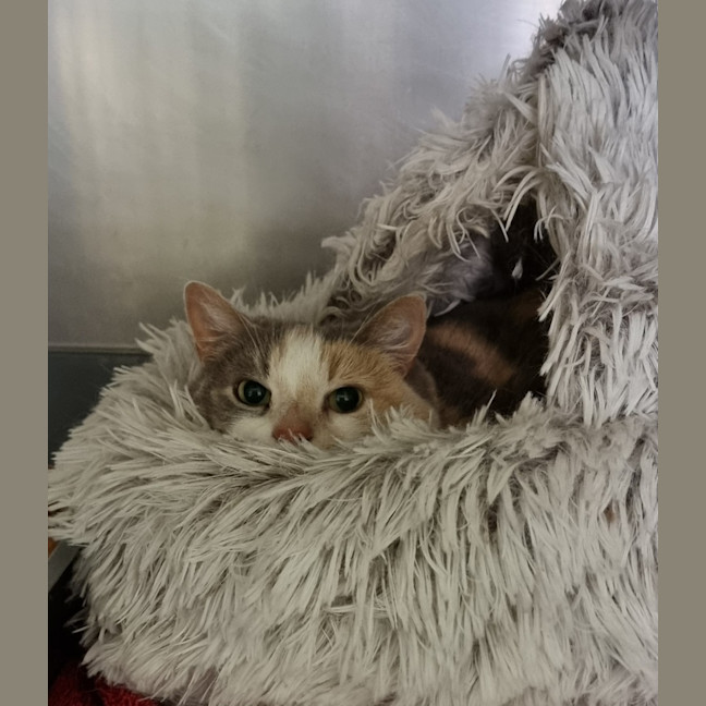 Photo of Cookie