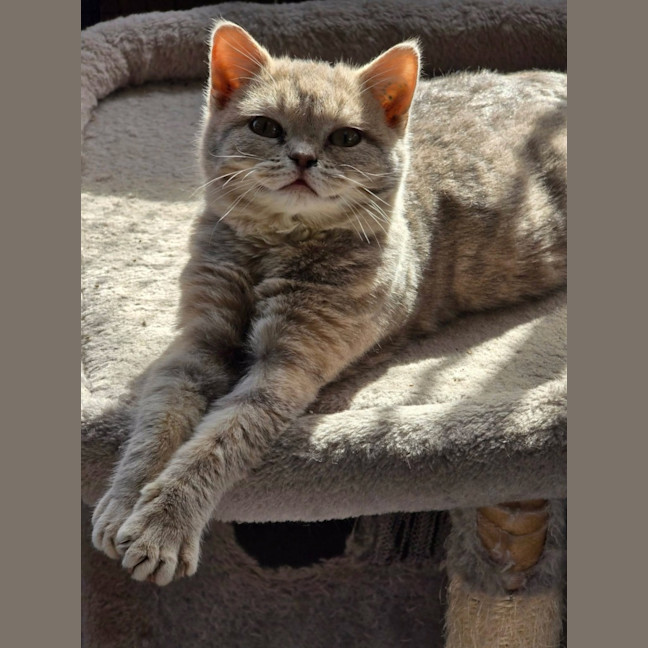 Photo of Scooter