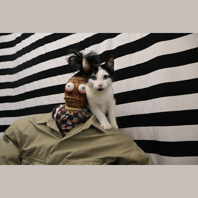 Photo of Four Beetlejuice Kittens!
