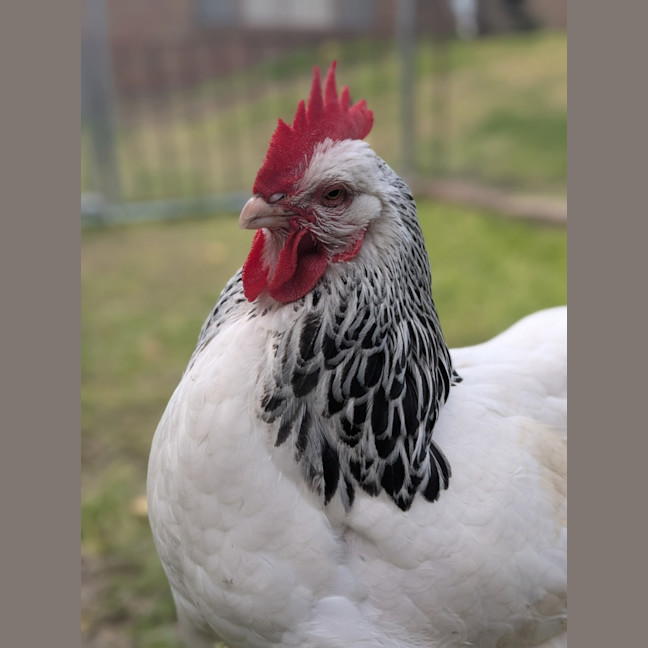 Photo of 🐔 Lorraine 6373 🐔