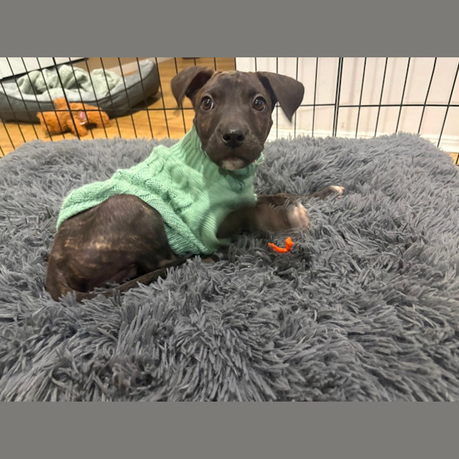 Photo of Freya