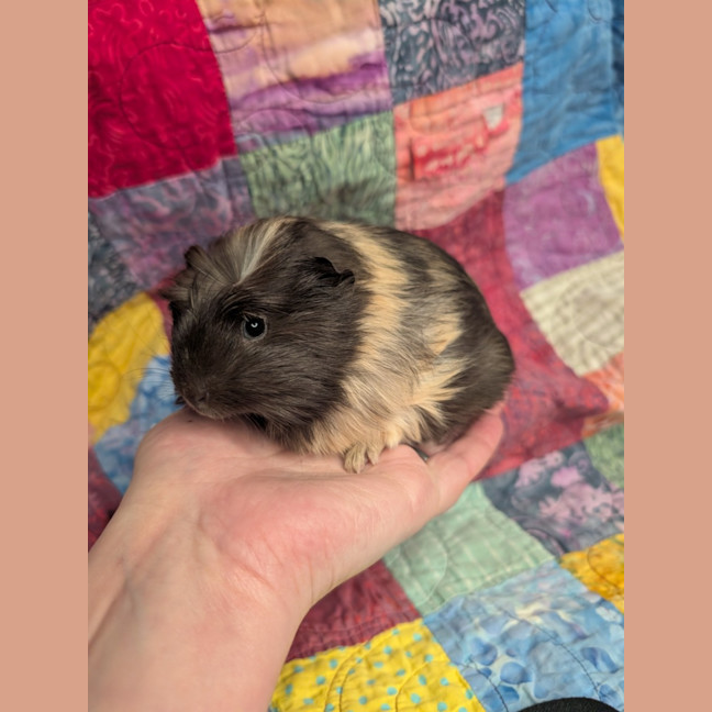 Photo of Comet