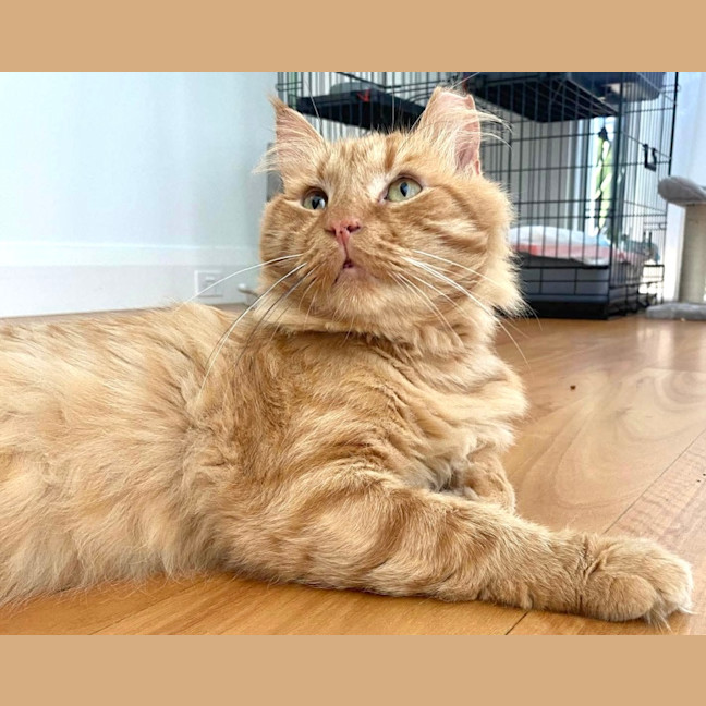 Photo of Ginger Boy