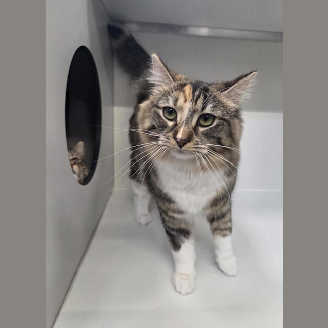Photo of Polly (Bonded To Cassie)