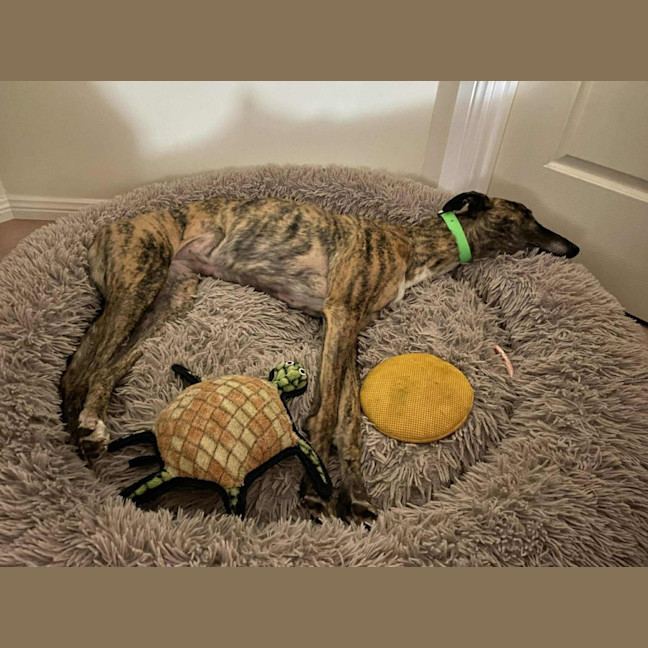 Photo of Roxy, The Greyhound