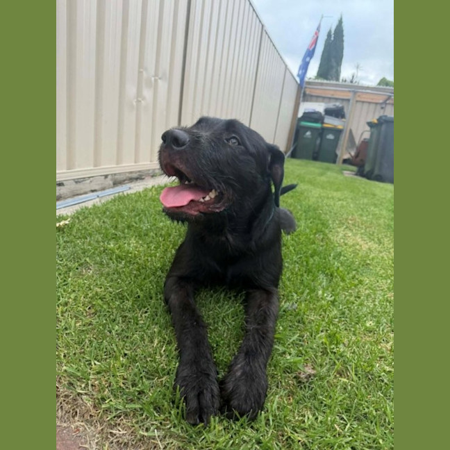 Photo of Tui   1 Year Old Wolfhound X