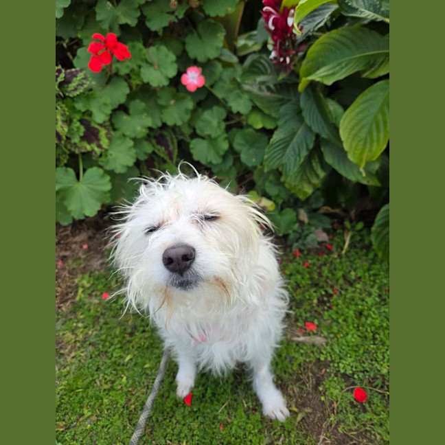 Photo of Toto