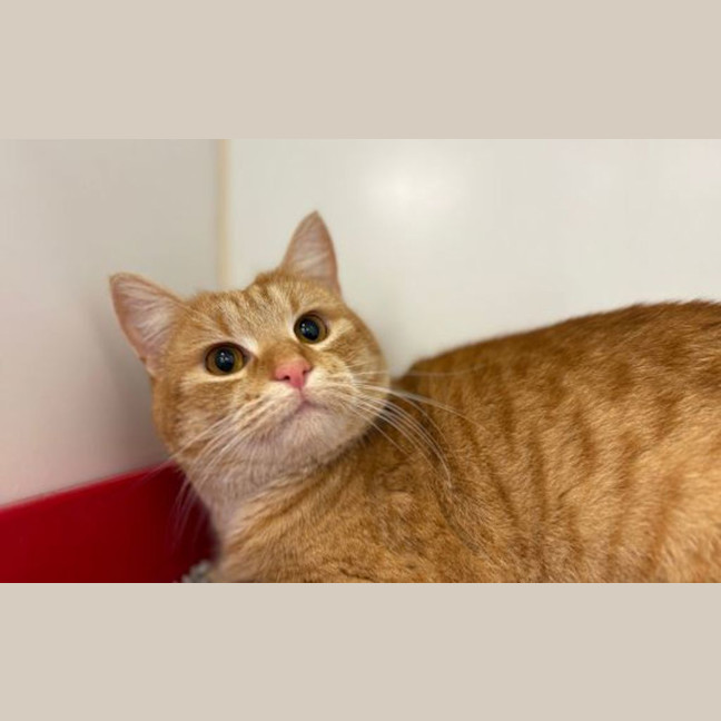 Photo of Puddles