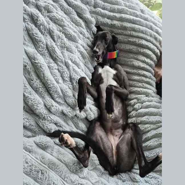 Photo of Poppy, The Cat Friendly Greyhound