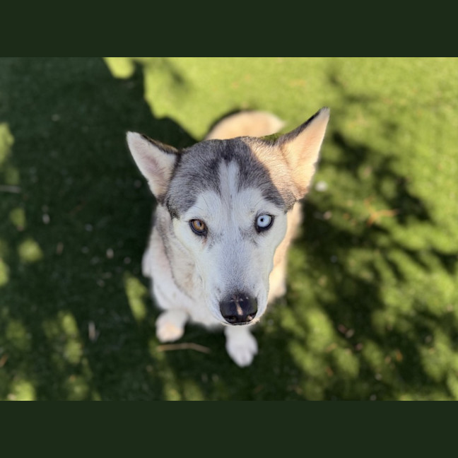 Photo of Luna Imp 931