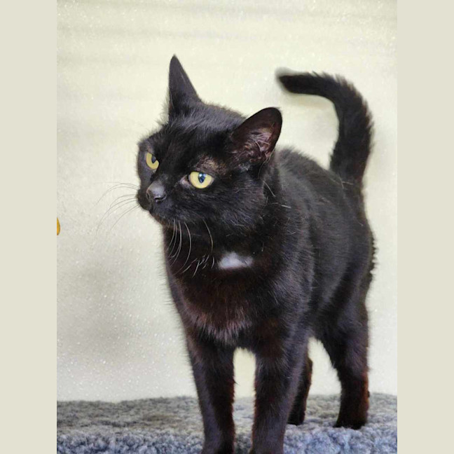 Photo of 🎀 Minka 5426 🎀