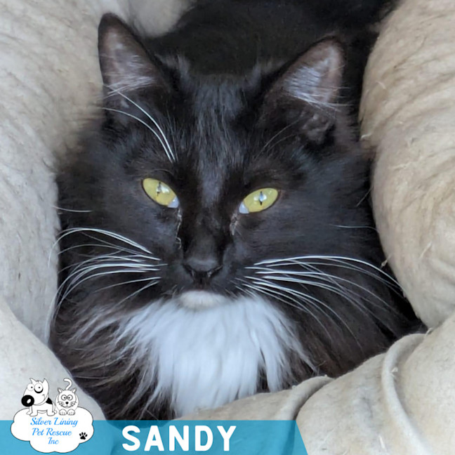 Photo of Sandy