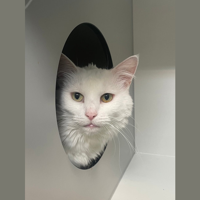 Photo of Molly (Bonded To Bella)
